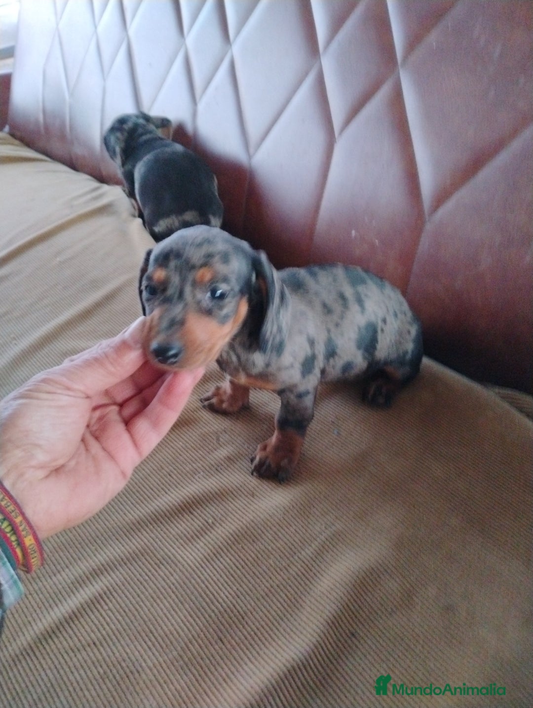 Teckel Miniatura perros en venta: Cachorrita teckel arlequín plata miniatura  - Anuncio 2