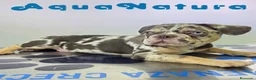 Bulldog Francés perros en venta: Bulldog Frances Macho (ref 9811) - Anuncio 9