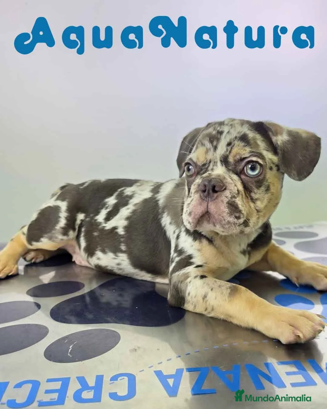 Bulldog Francés perros en venta: Bulldog Frances Macho (ref 9811) - Anuncio 9