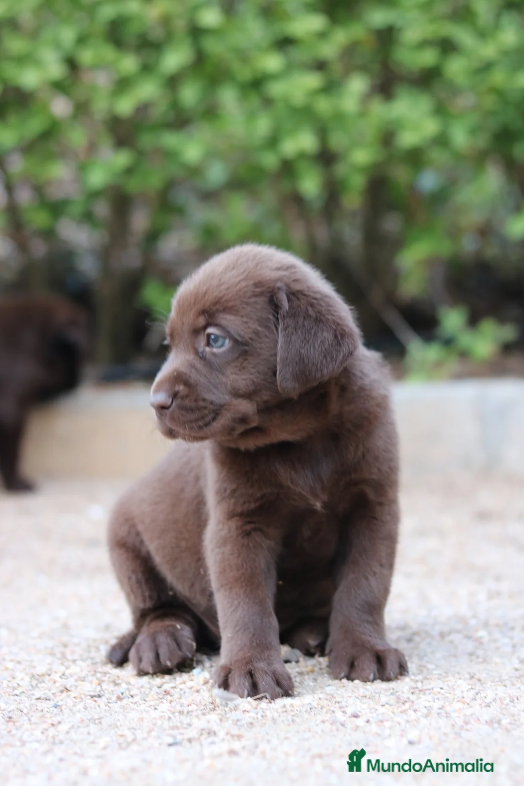 Labrador Retriever perros en venta: Preciosos cachorros de Labrador Retriever chocolat - Anuncio 21