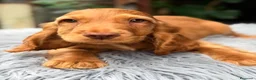 Cocker Spaniel Inglés perros en venta: Cocker inglés de gran calidad  - Anuncio 10