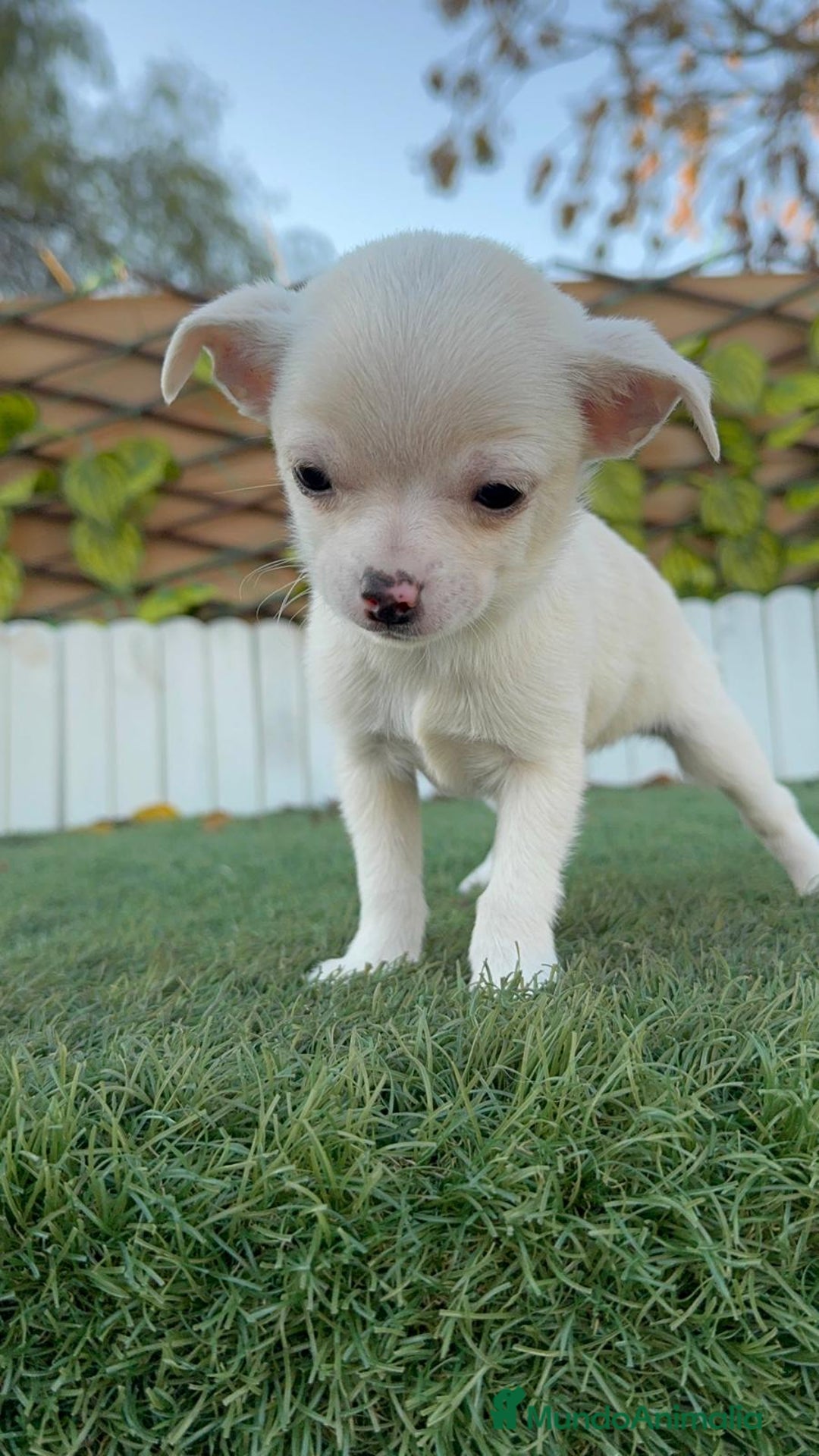 Chihuahua perros en venta: CHIHUAHUA MACHO - Anuncio 11