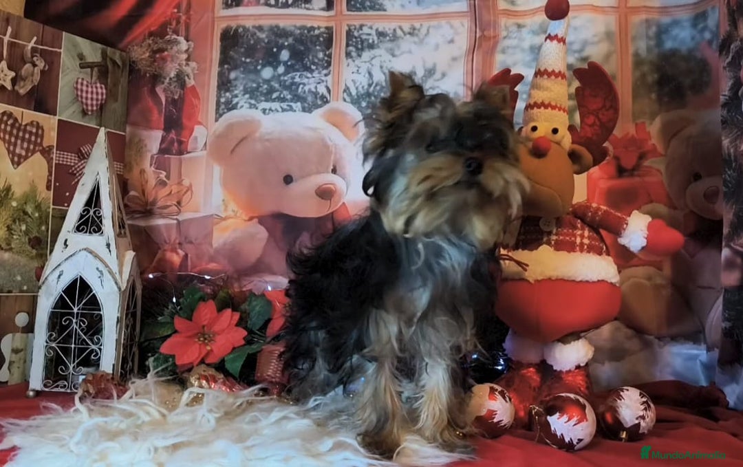 Yorkshire Terrier perros en venta: Yorkshire terrier  - Anuncio 4