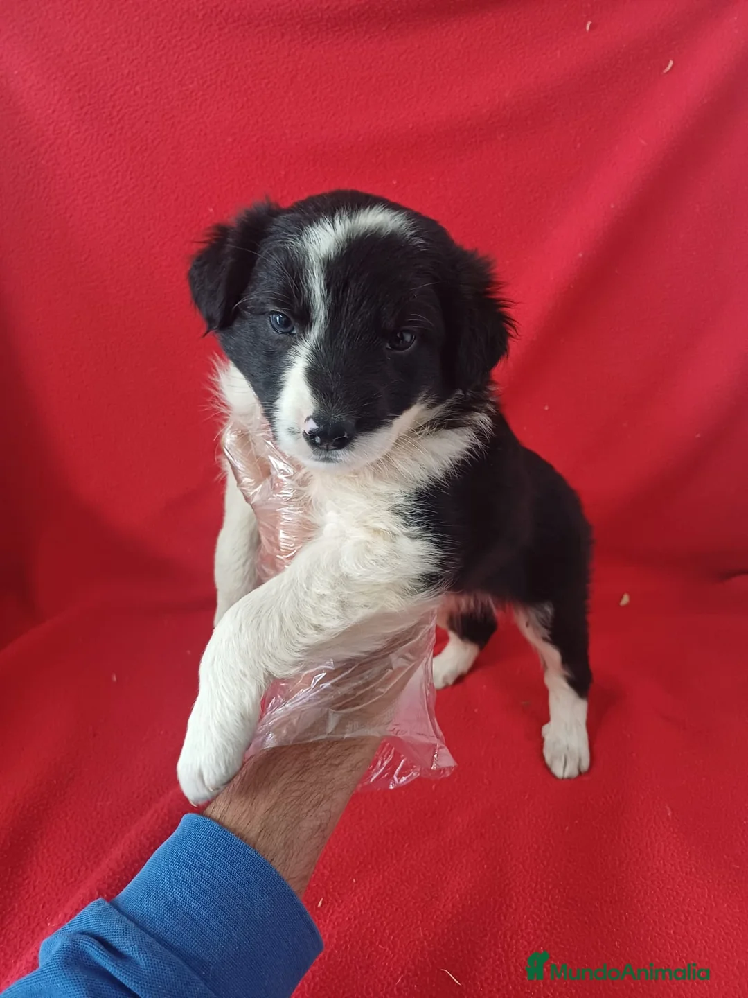 Border Collie perros en venta:  Border Collie Blanco y Negro  - Anuncio 1
