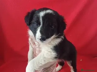 Border Collie perros Border Collie Blanco y Negro - Anuncio 1
