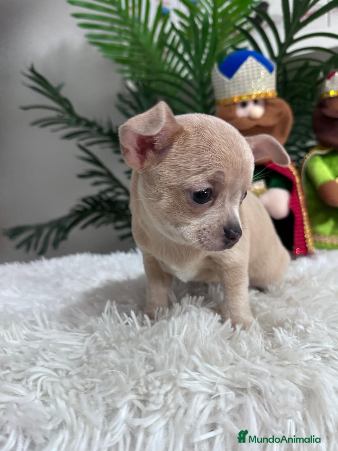 Chihuahua perros en venta: CHIHUAHUA HEMBRA - Anuncio 11