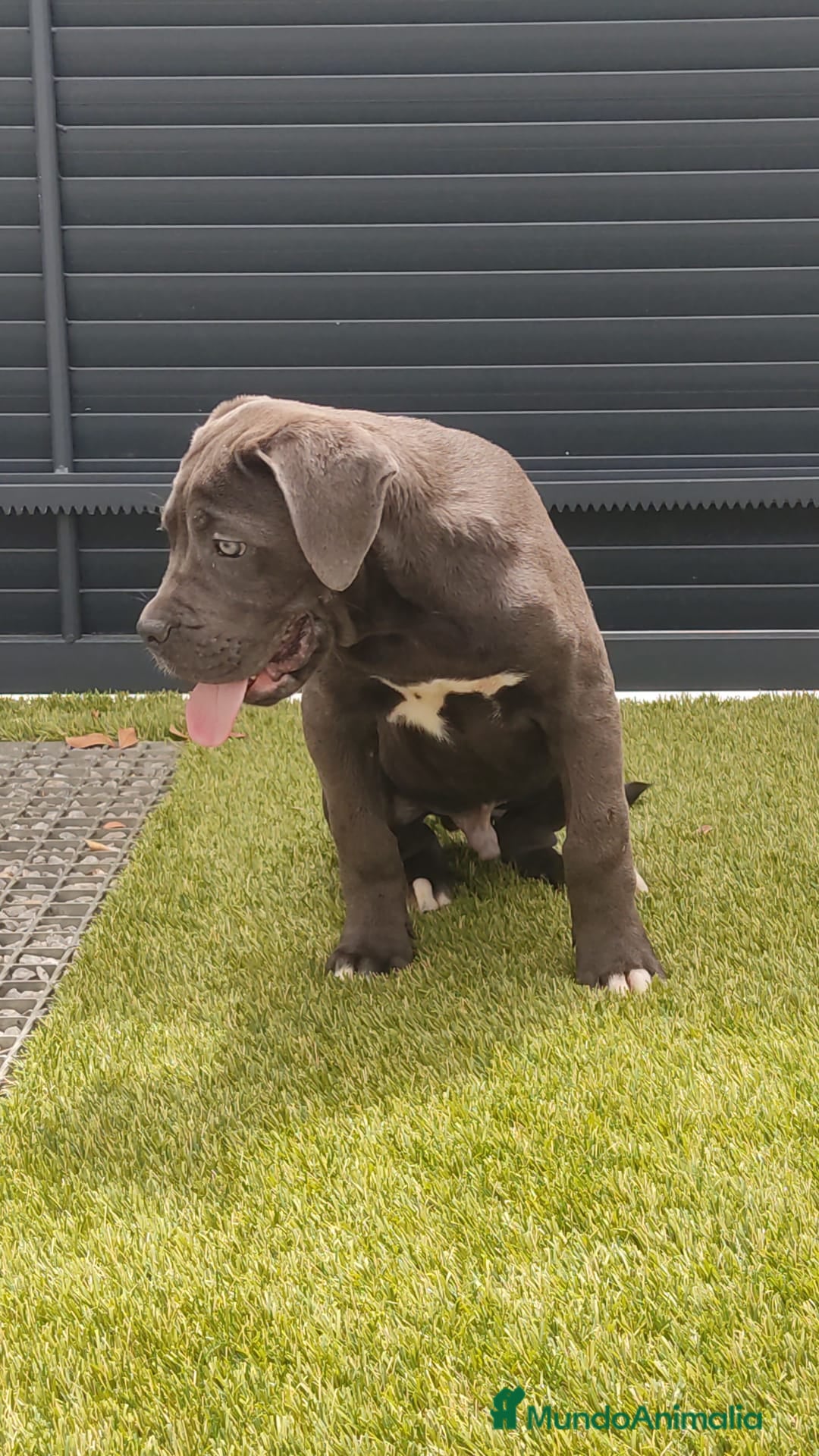 Cane Corso perros Cané corso  - Anuncio 1