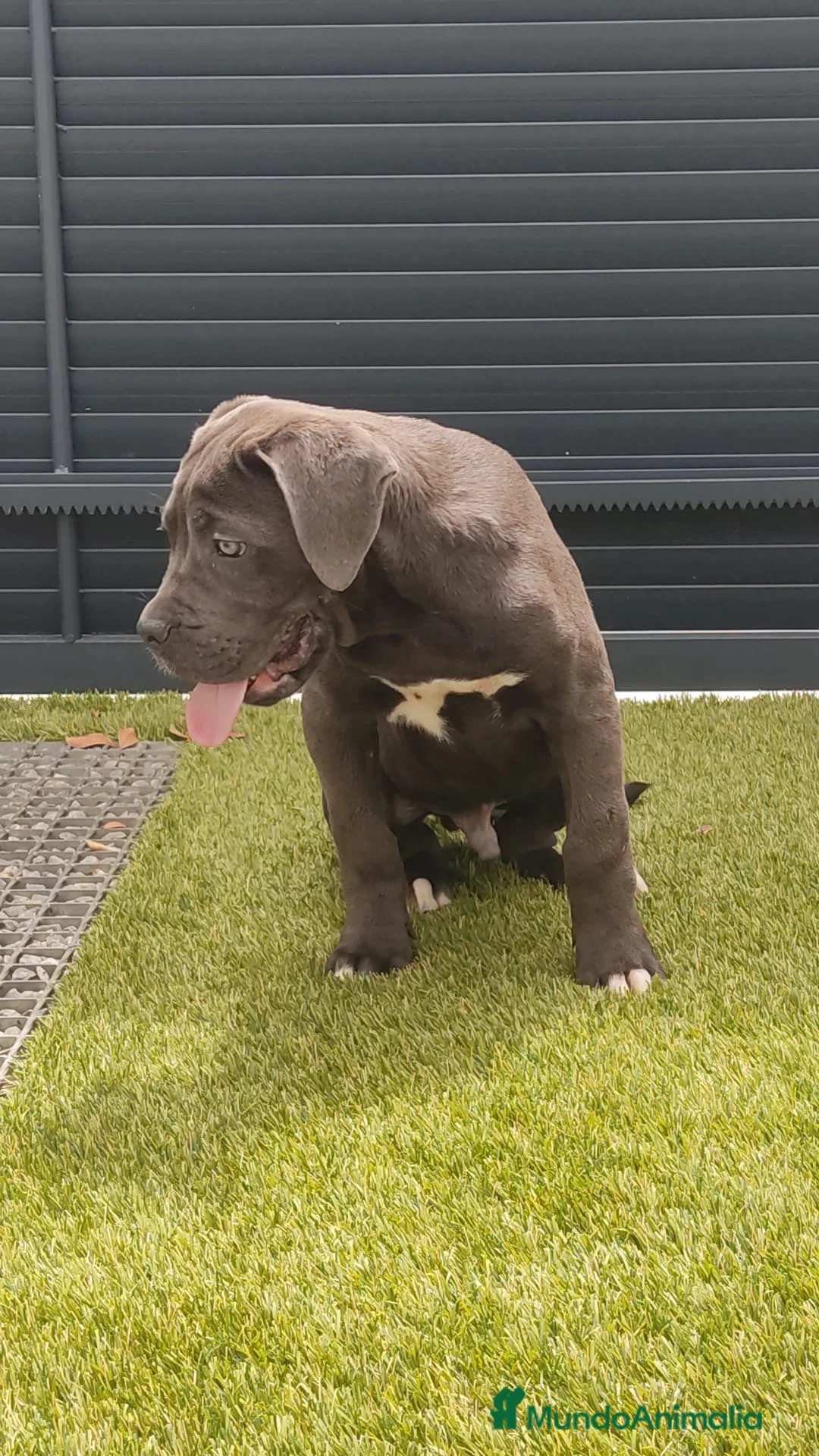 Cane Corso perros en venta: Cané corso  - Anuncio 1