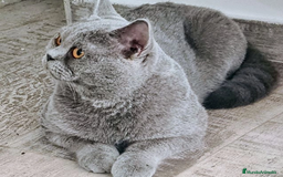 Británico de Pelo Corto gatos en venta: British Shorthair ultimo cachorrito - Imagen 5