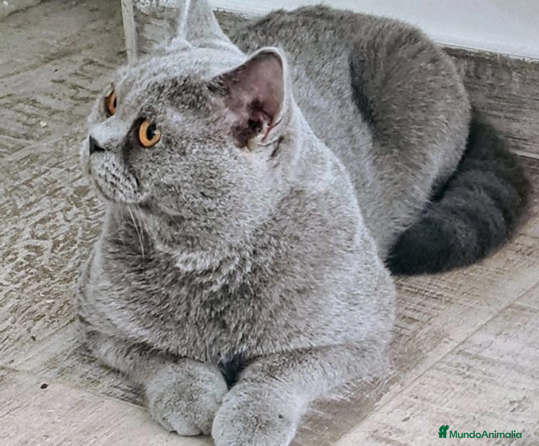 Británico de Pelo Corto gatos en venta: British Shorthair ultimo cachorrito - Imagen 5