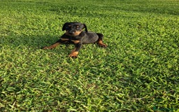 Dobermann perros en venta: Últimos 2 cachorros de Doberman!! - Imagen 1
