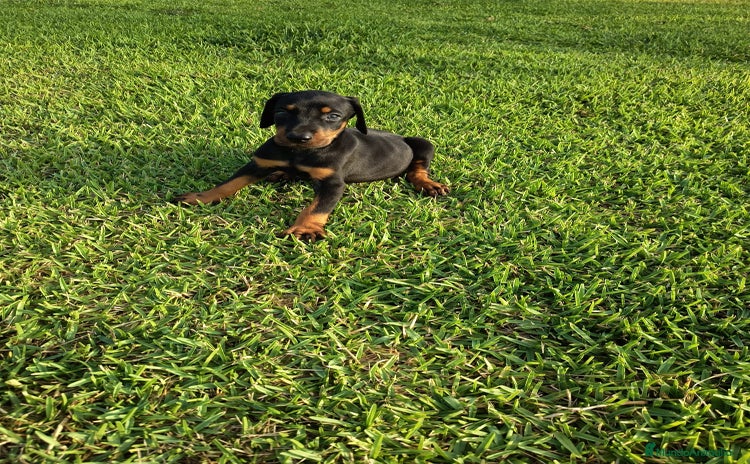Dobermann perros - Anuncio 1
