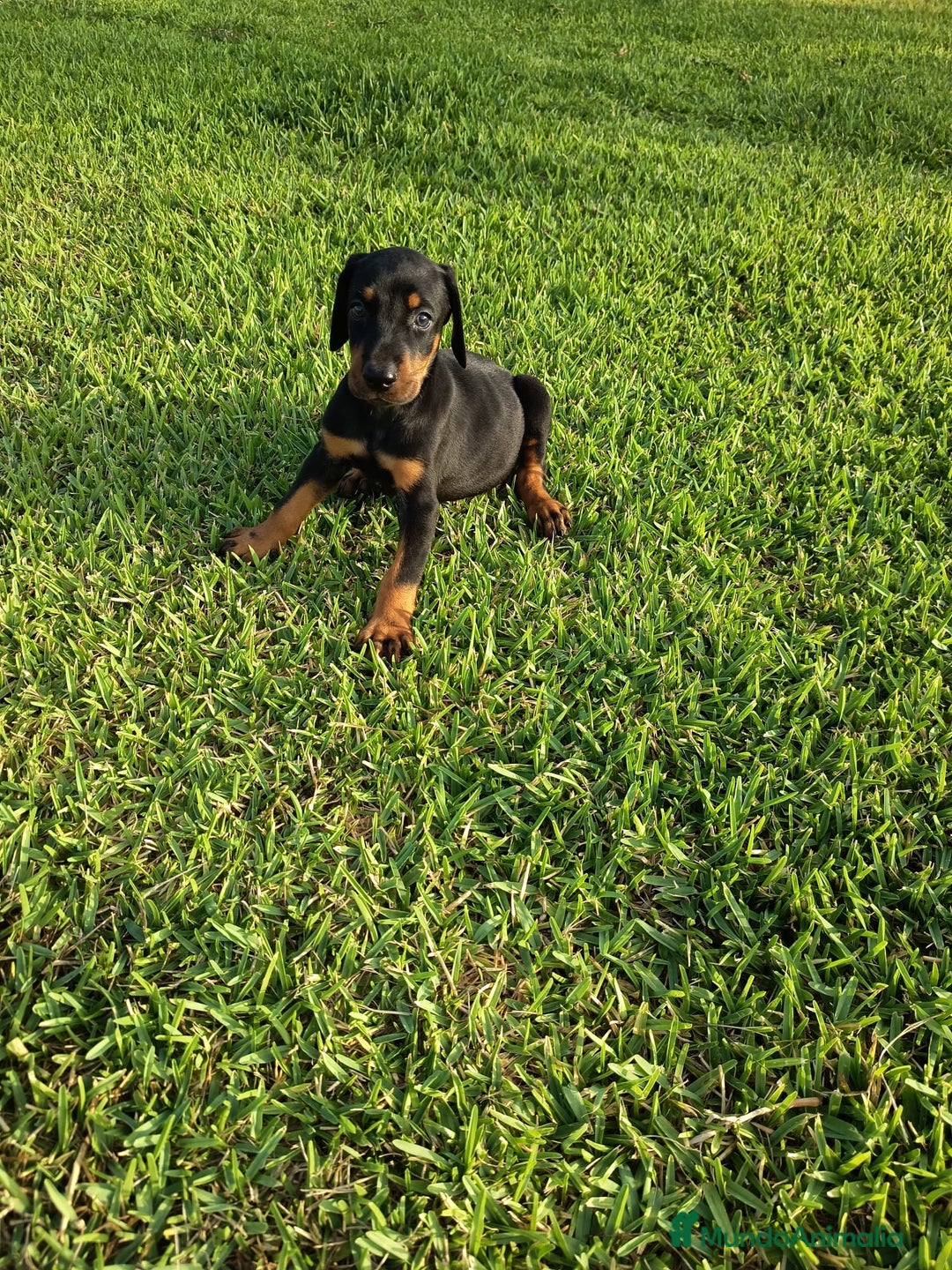 Dobermann perros en venta: Últimos 2 cachorros de Doberman!! - Imagen 1
