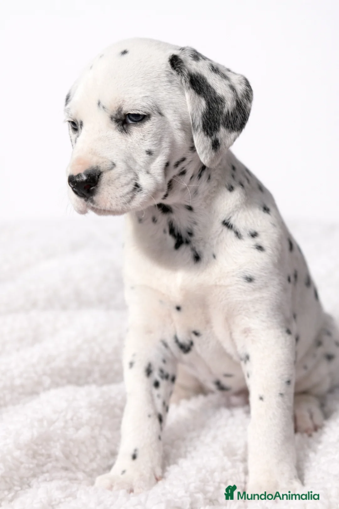 Dálmata perros en venta: Dálmata hembra  - Anuncio 1