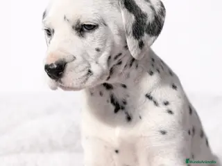Dálmata perros Dálmata hembra - Anuncio 26