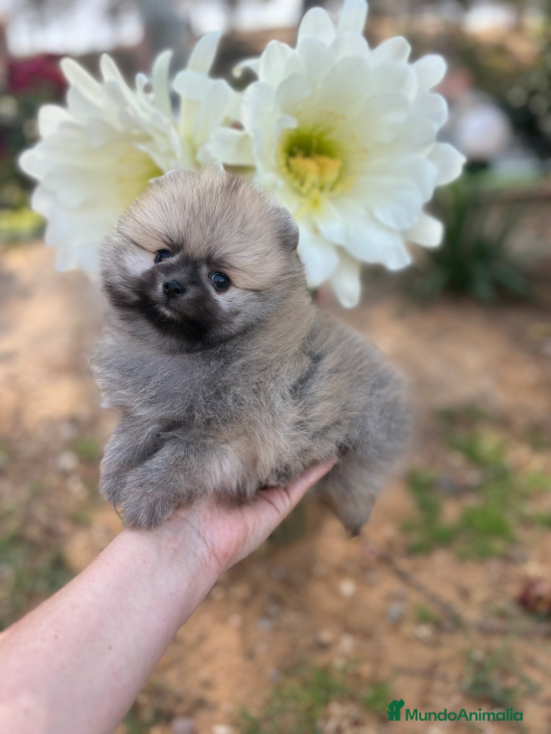 Pomerania perros en venta: Pomerania excelentes lineas  - Imagen 11