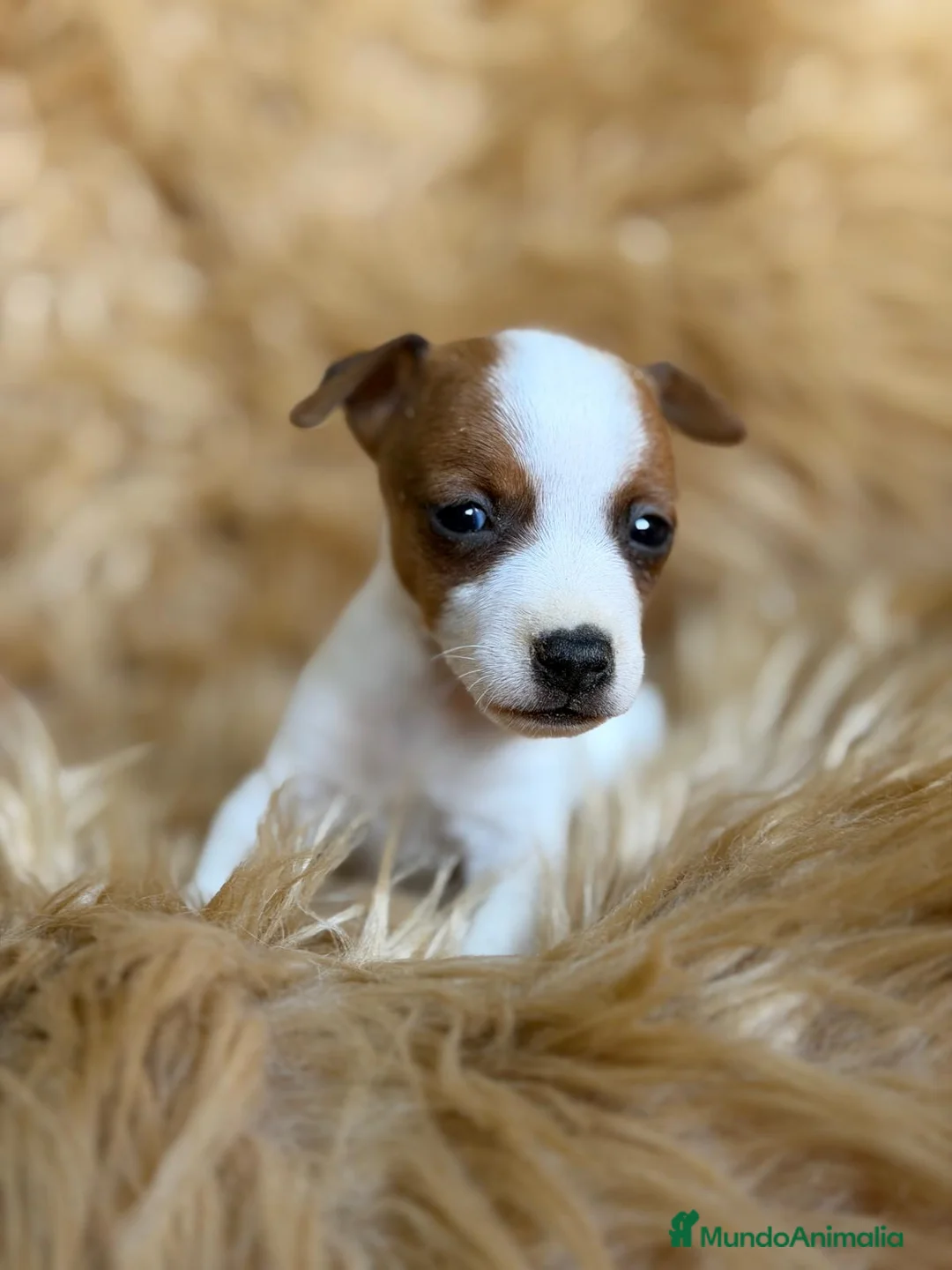 Jack Russell Terrier perros en venta: CAMADA JACK RUSSEL MACHOS - Anuncio 6