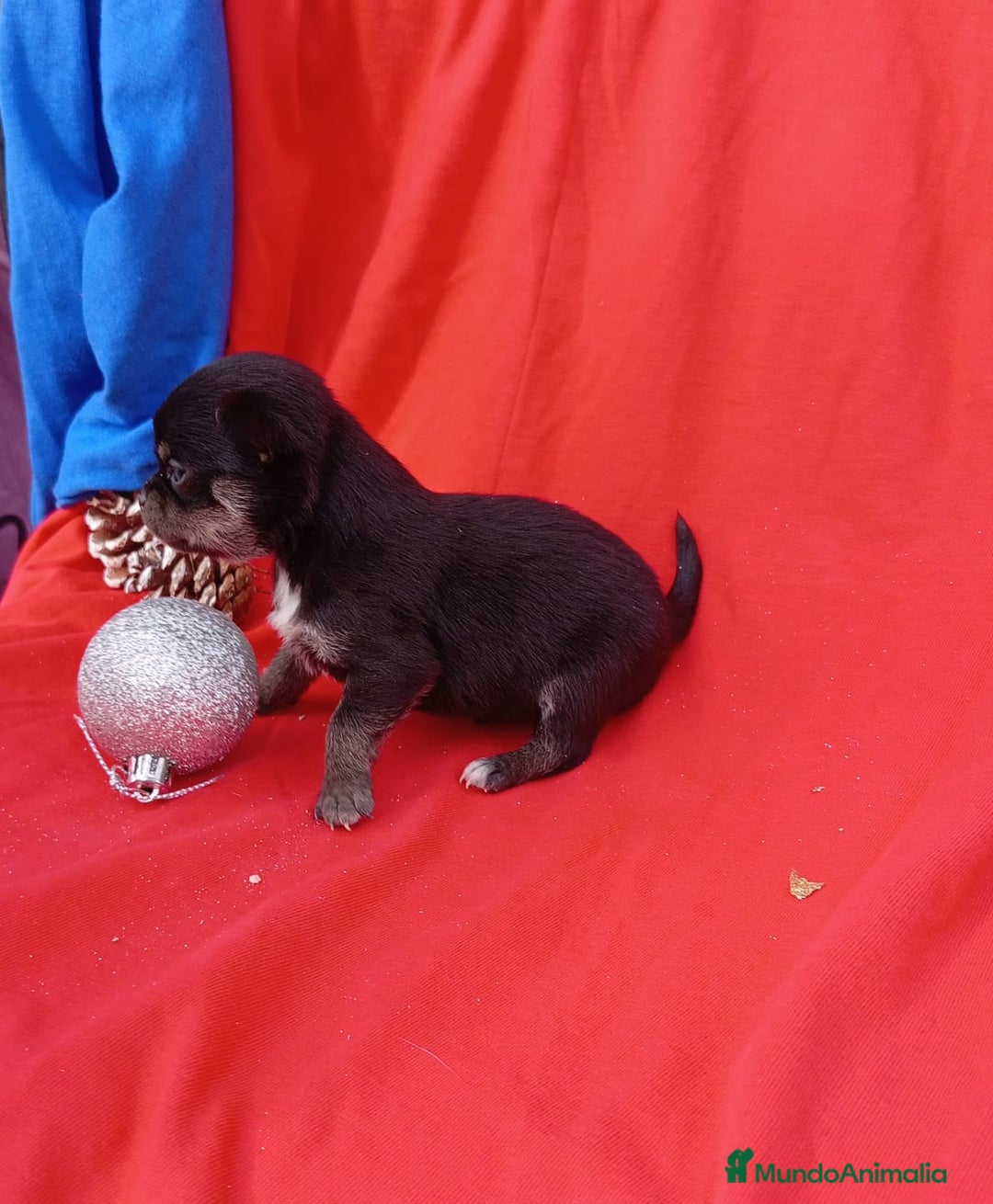 Chihuahua perros en venta: PRECIOSA PAREJA  - Anuncio 3