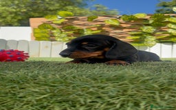 Teckel Miniatura perros en venta: TECKEL MINIATURA  - Imagen 14