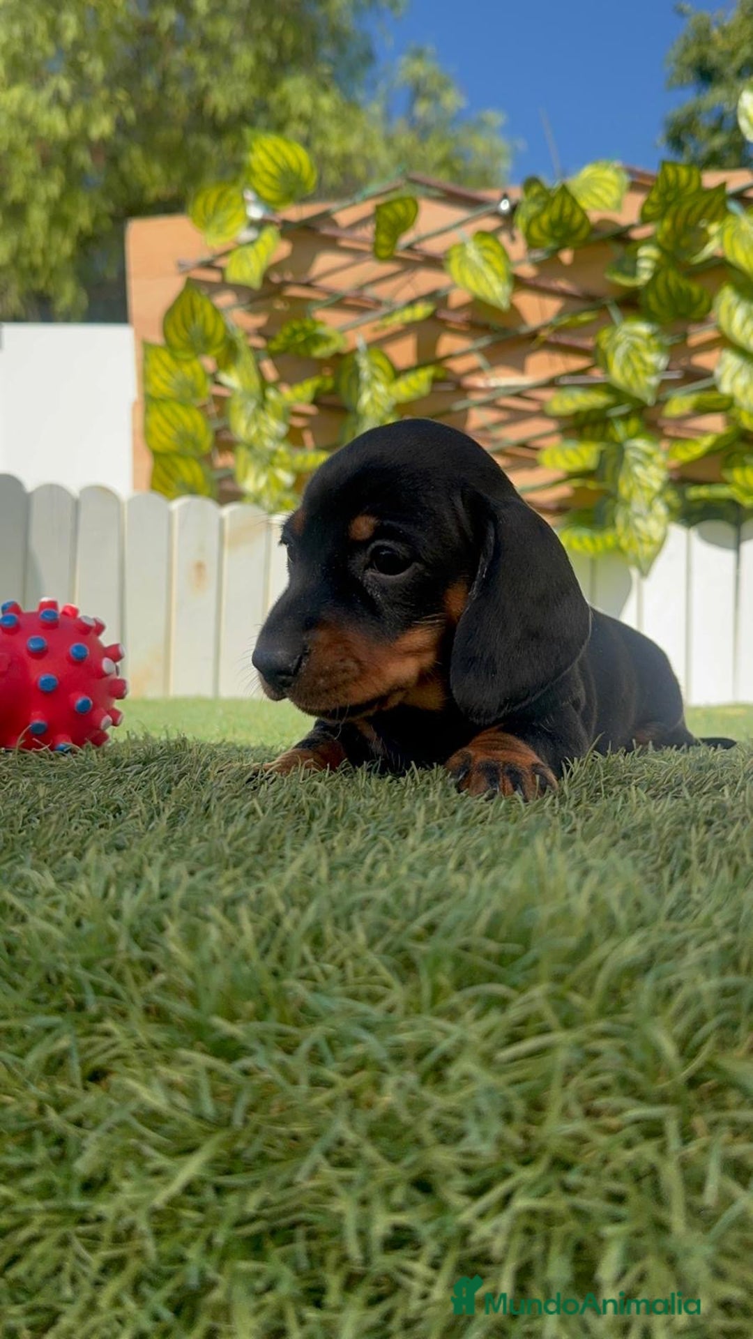 Teckel Miniatura perros en venta: TECKEL MINIATURA  - Imagen 14