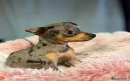 Ratón de Praga perros en venta: Ratón de Praga Merle hembra - Imagen 3