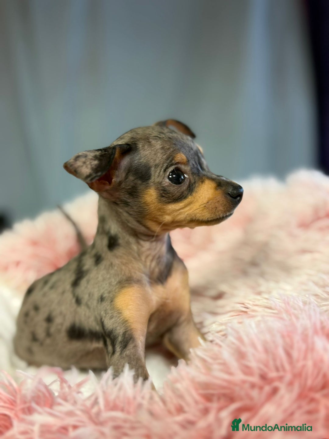 Ratón de Praga perros en venta: Ratón de Praga Merle hembra - Imagen 3