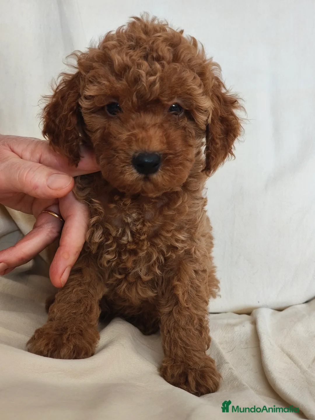 Caniche Toy perros en venta: Cachorritos de caniche toy en Murcia - Anuncio 2