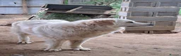 Perro de Montaña de los Pirineos perros en adopcion: Montaña del Pirineo en adopción en Girona - Anuncio 2