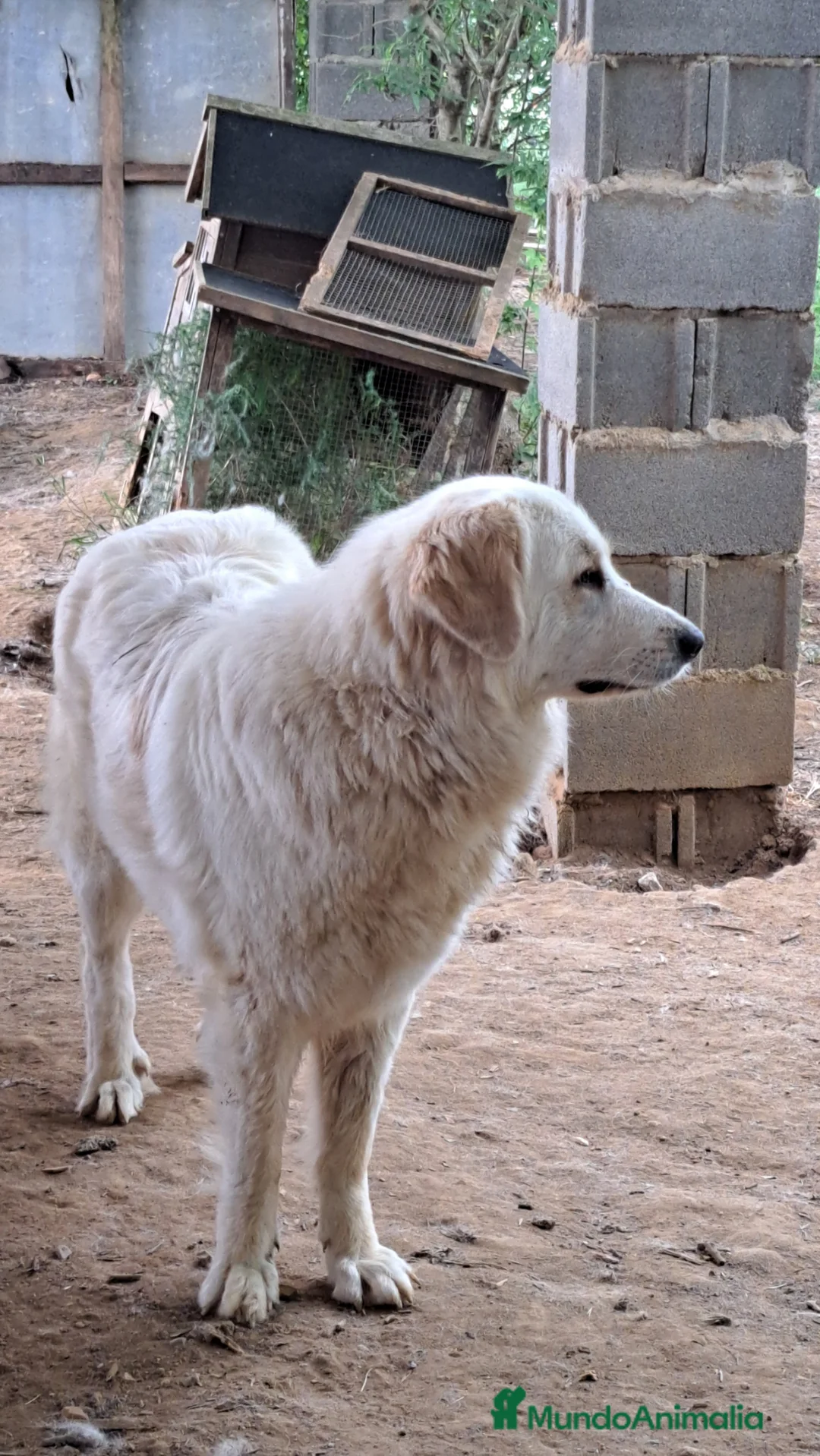 Perro de Montaña de los Pirineos perros en adopcion: Montaña del Pirineo en adopción en Girona - Anuncio 2