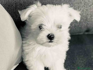 Bichón Maltés perros en Barcelona - Anuncio 20