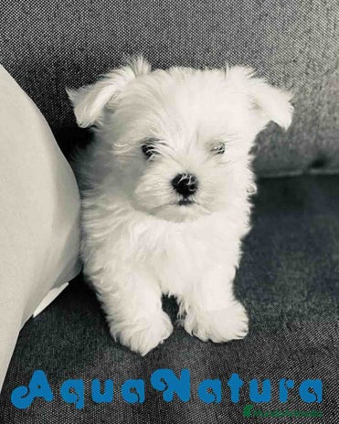 Bichón Maltés perros en Barcelona - Anuncio 18