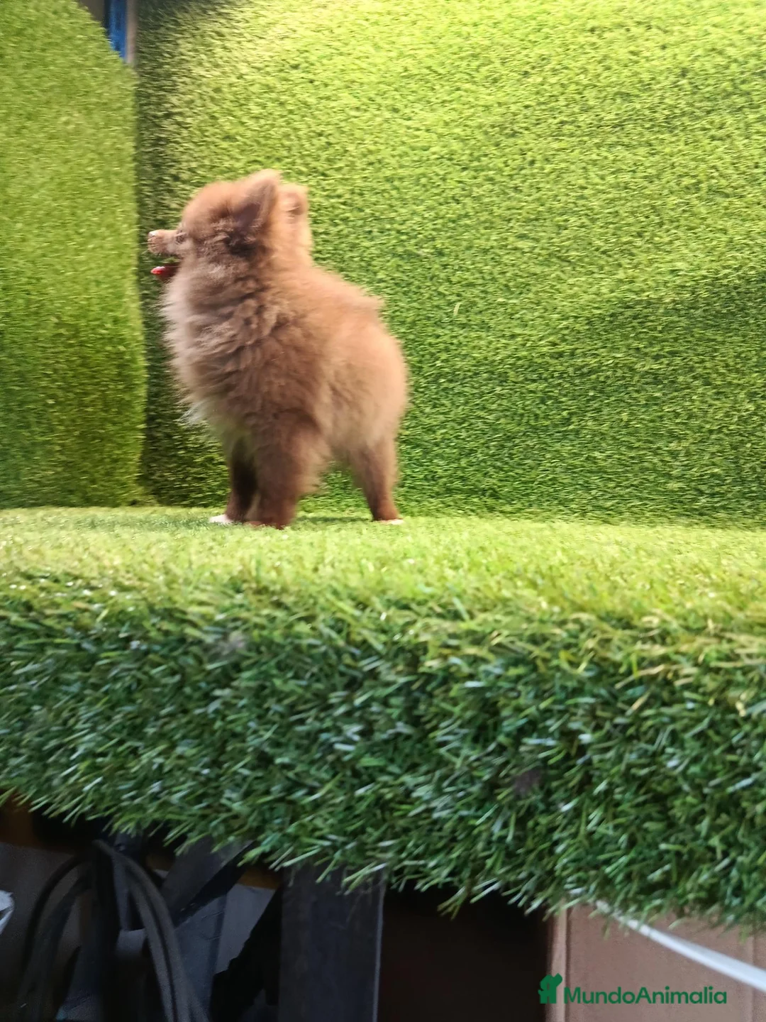 Pomerania perros en venta: Cachorrito pomerania macho - Anuncio 4