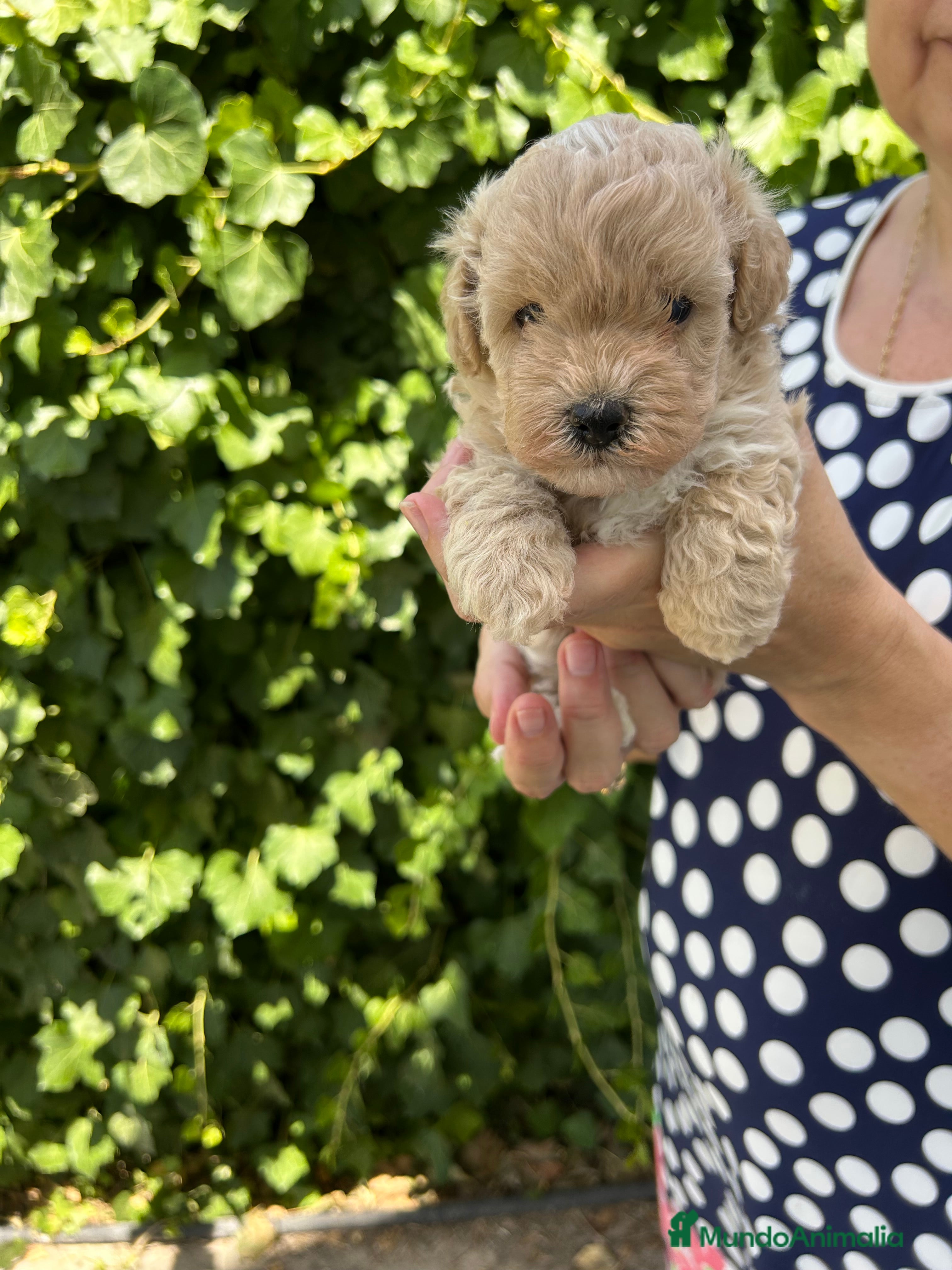 Maltipoo perros maltipoo - Anuncio 1