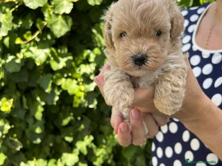 Maltipoo perros maltipoo - Anuncio 2