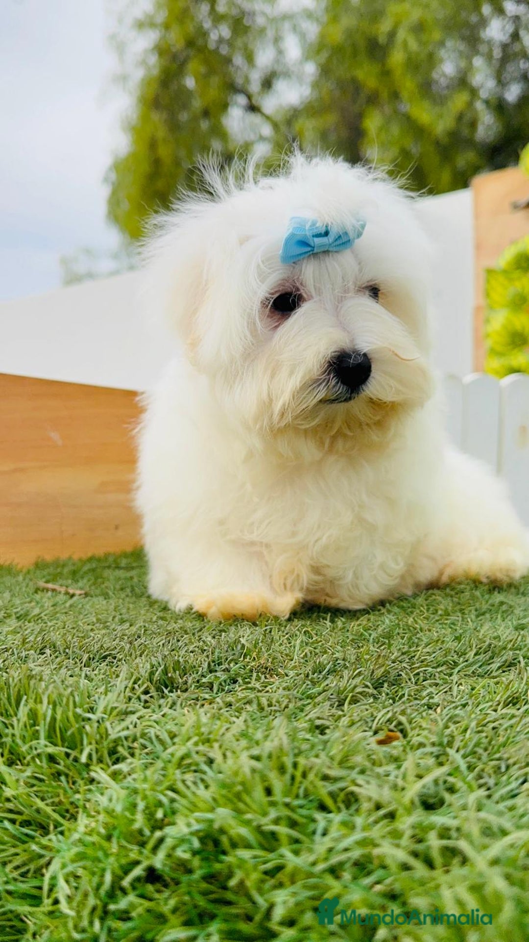 Bichón Maltés perros en venta: BICHON MALTES - Anuncio 12