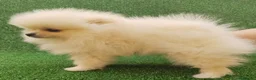 Pomerania perros en venta: Pomerañia  toy  - Anuncio 6