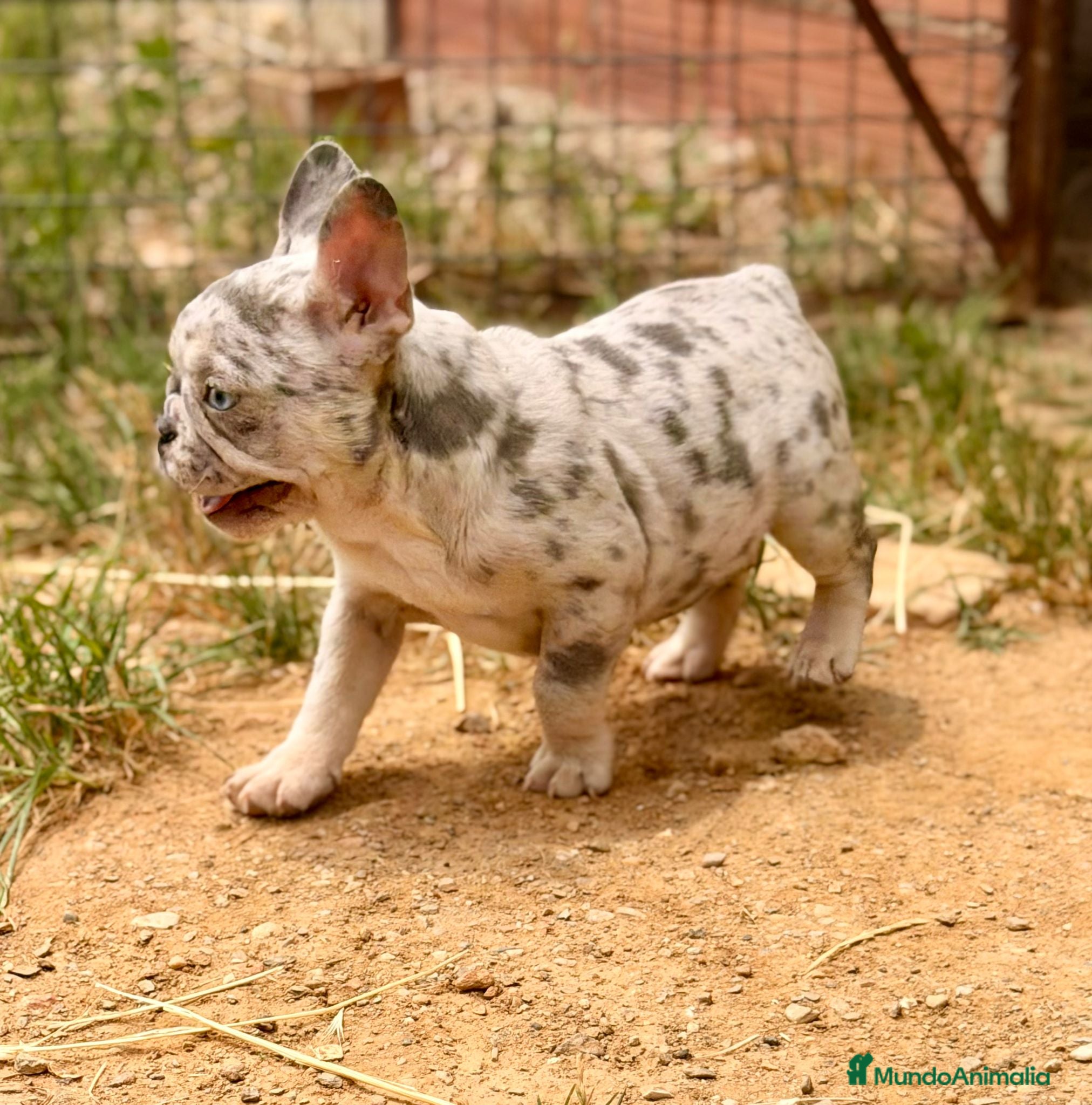 Bulldog Francés perros en venta: Bulldog Merle ojos azules  - Anuncio 5