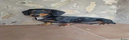 Teckel Miniatura perros en venta: Macho teckel negro y fuego  - Anuncio 3