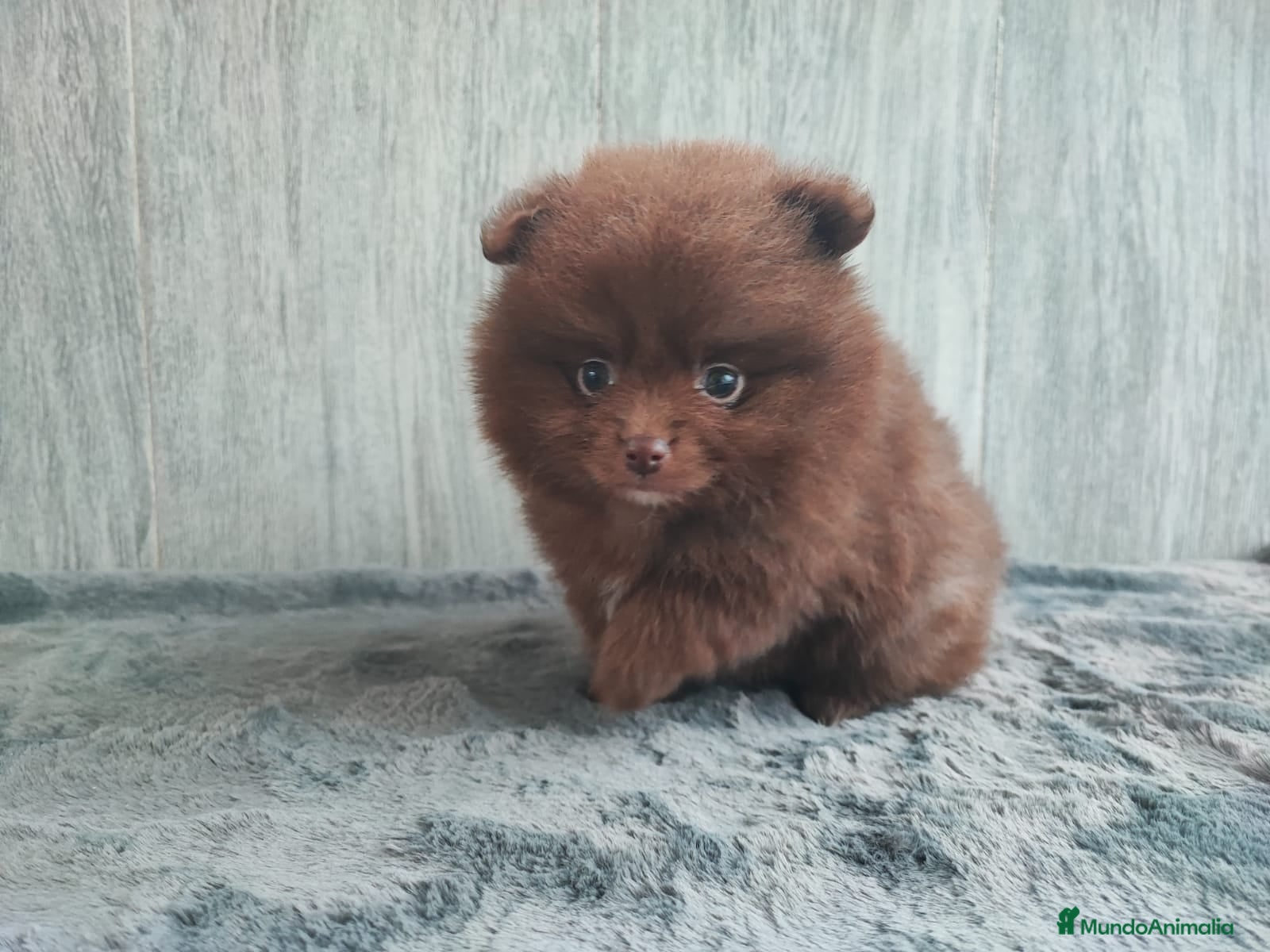 Pomerania perros POMERANIA CHOCOLATE MACHO - Anuncio 14