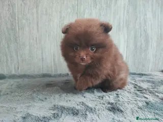 Pomerania perros POMERANIA CHOCOLATE MACHO - Anuncio 14