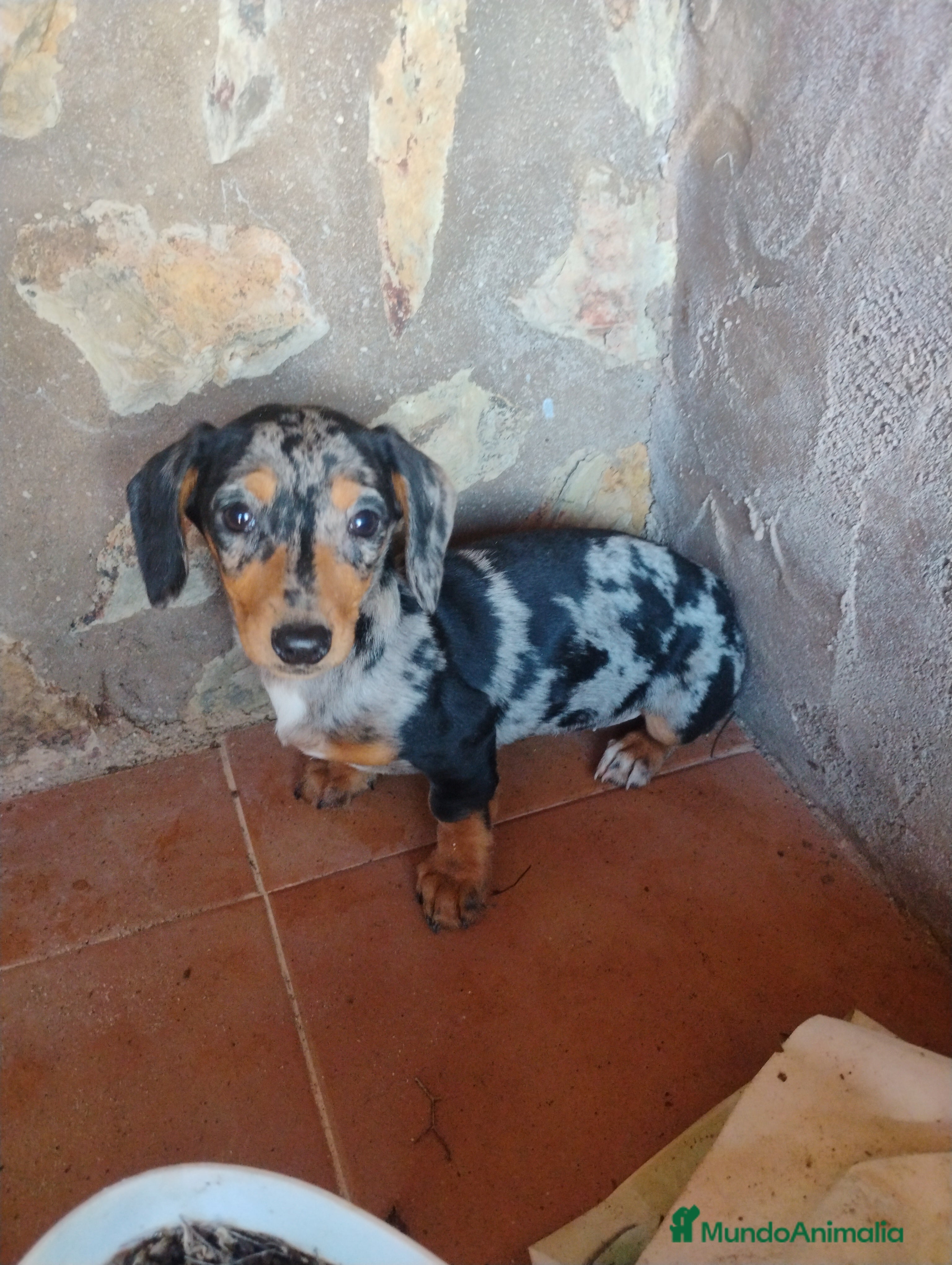 Teckel Miniatura perros Cachorra teckel arlequín plata miniatura  - Anuncio 1