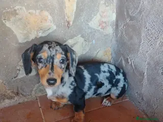 Teckel Miniatura perros Cachorra teckel arlequín plata miniatura - Anuncio 1