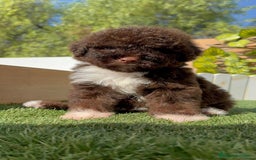 Perro de Agua Español perros en venta: PERRO DE AGUA HEMBRA - Imagen 13