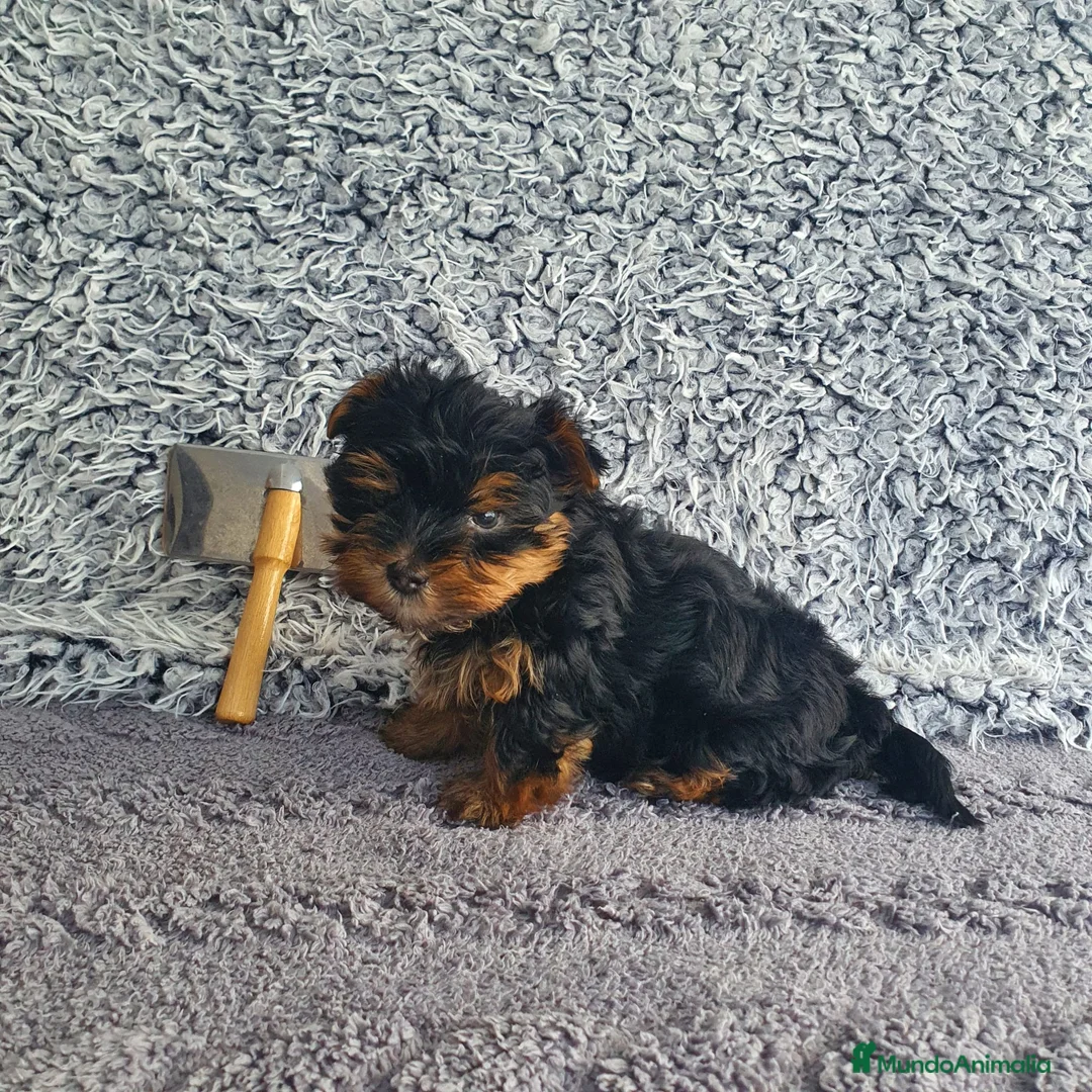 Yorkshire Terrier perros en venta: Yorkshire toy - Anuncio 5