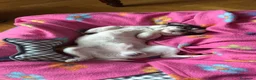 Chihuahua perros para monta: Chihuahua cabeza manzana  - Anuncio 7