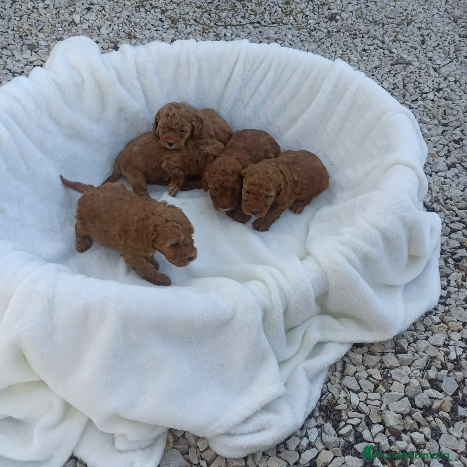 Caniche Toy perros Caniche toy - Anuncio 3