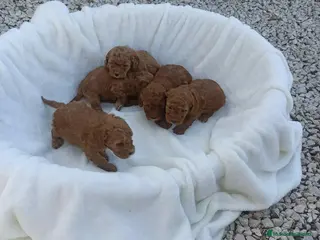 Caniche Toy perros Caniche toy - Anuncio 3