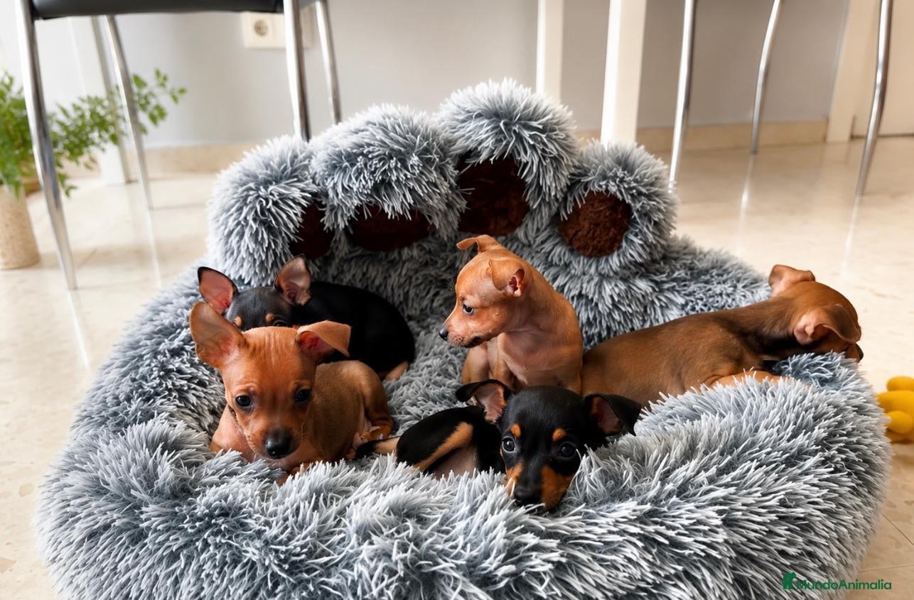 Pinscher Miniatura perros Pinscher - Anuncio 8