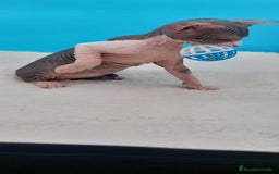 Sphynx gatos en venta: Precioso machito tabby  - Imagen 3