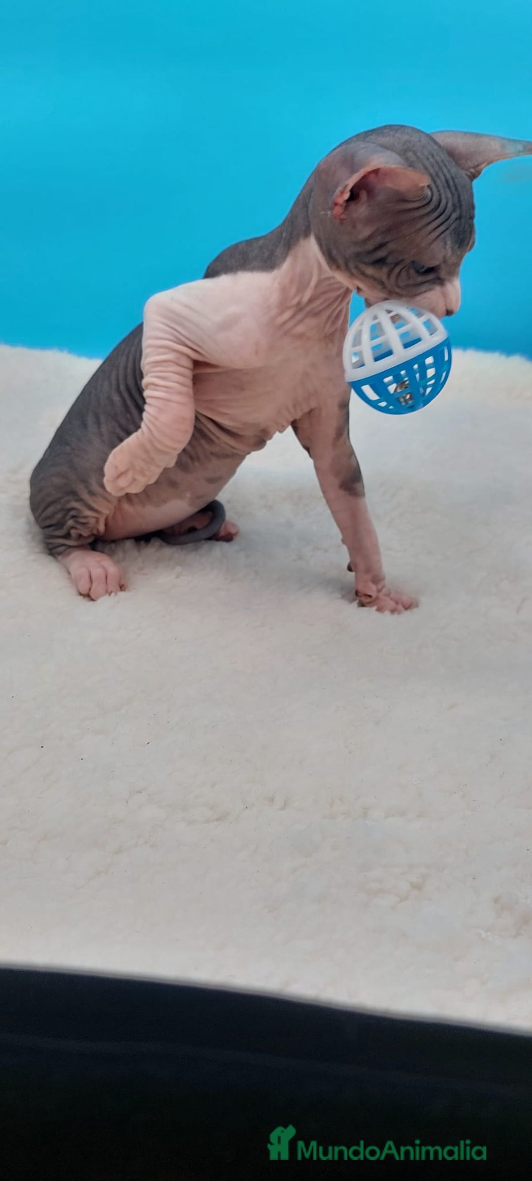 Sphynx gatos en venta: Precioso machito tabby  - Imagen 3